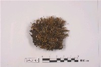藏品(叢苔科)的圖片